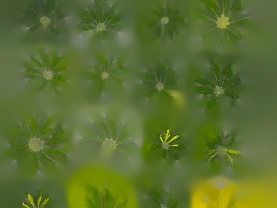 绿植墙