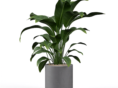带盆绿植盆栽
