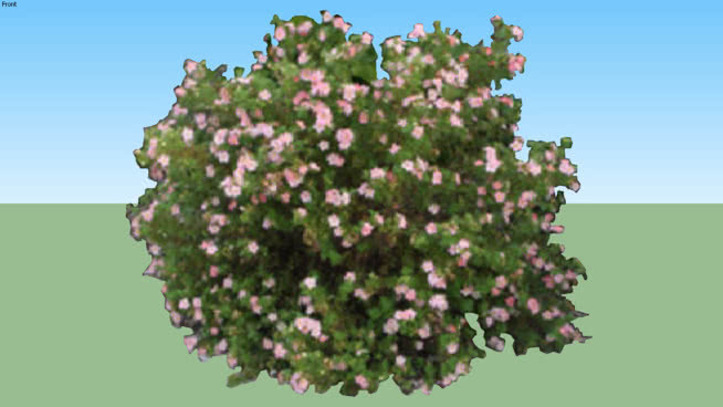 金露梅灌丛是粉红美容 植物 棉花 其他 西兰花 花