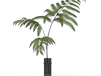盆栽蕨类植物