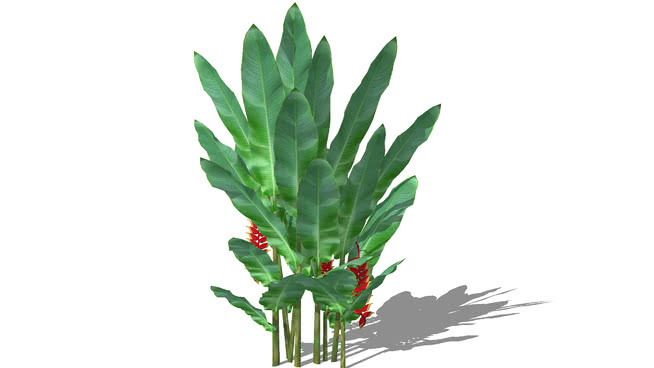 海芋属（皮桑2安） 其他 植物 花 花瓶 画
