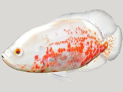 奥斯卡白化病（Astronotus ocellatus）