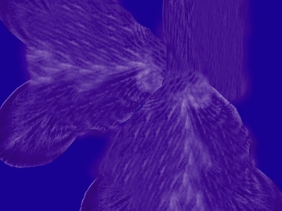 动物皮毛