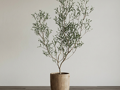 装饰性绿植盆栽