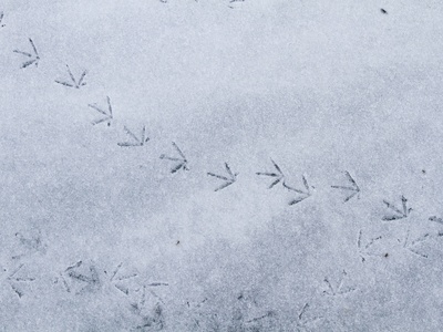 地面-雪地