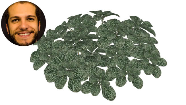 高山蕨 钱 饰品 钞票 其他 植物