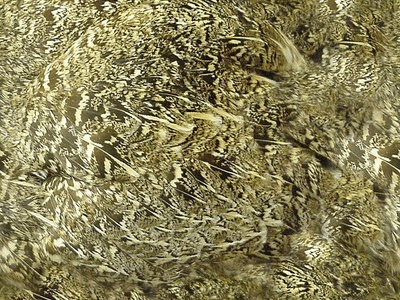 动物羽毛