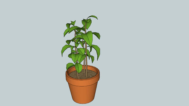 花盆 花盆 其他