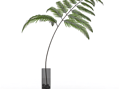 盆栽植物带花盆