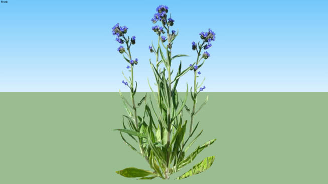 药用牛舌草 其他 植物 花瓶 画 刺棘蓟