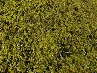 苔藓