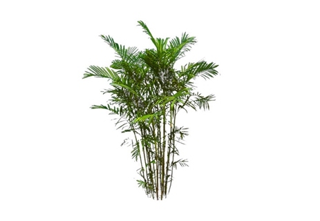 2D芭蕉树