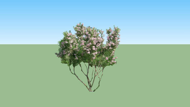开花树-面对我- 2D 植物 其他 油菜花田 画 草地