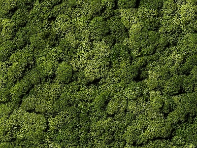 绿植墙