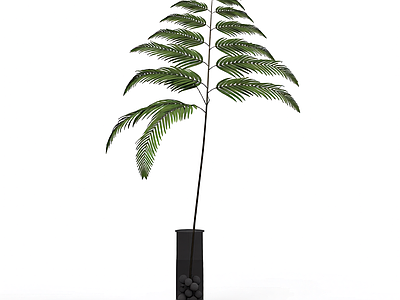 带盆绿植盆栽
