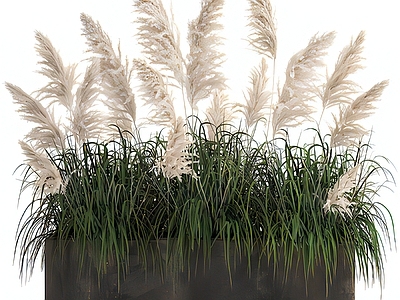 现代花钵 狗尾巴草