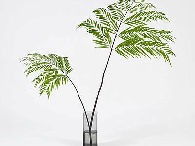 盆栽蕨类植物