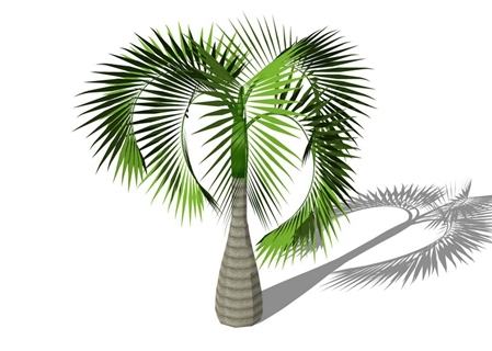 3D棕榈科植物