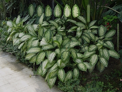 绿植墙