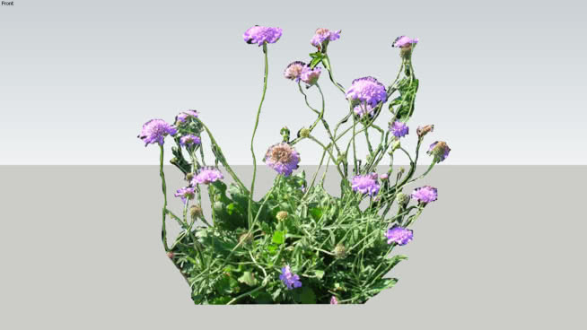 蓝蝴蝶蓝盆花 其他 花 画