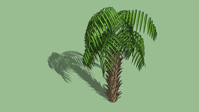 棕榈树 画 其他