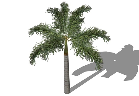 3D棕榈科植物