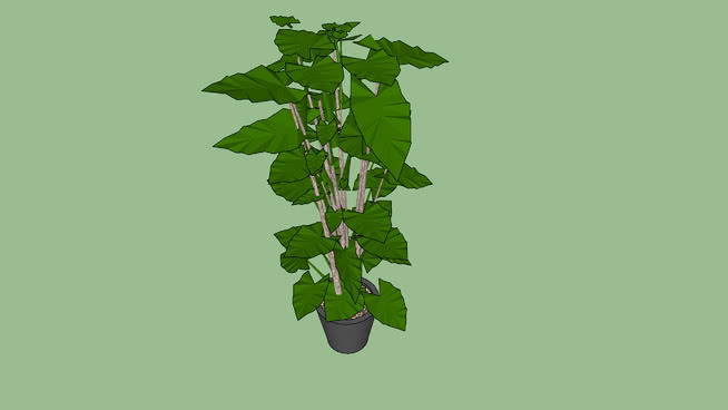 大型棕榈科植物 其他 挂钟 衣物 杆