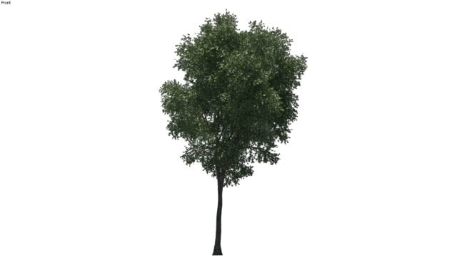 2D树11 其他 草地 画 植物 树林