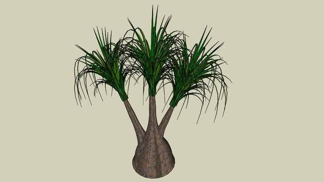 酒瓶兰 植物 花瓶 画 其他 花盆