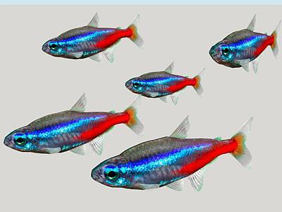 - Pez Neon Amazonico、Tetra Neon （Paracheirodon innesi）