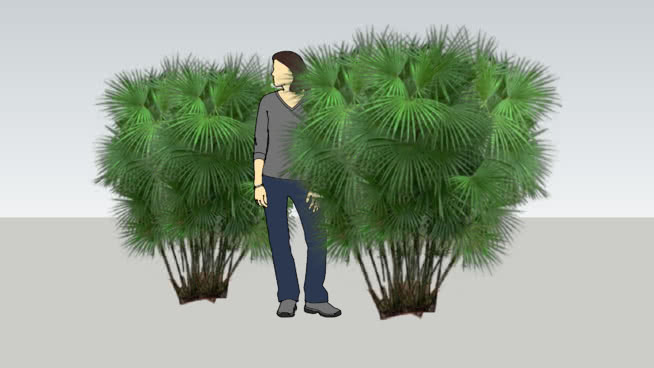 多缝苣苔 画 秃鹫 其他 鸟 起重机