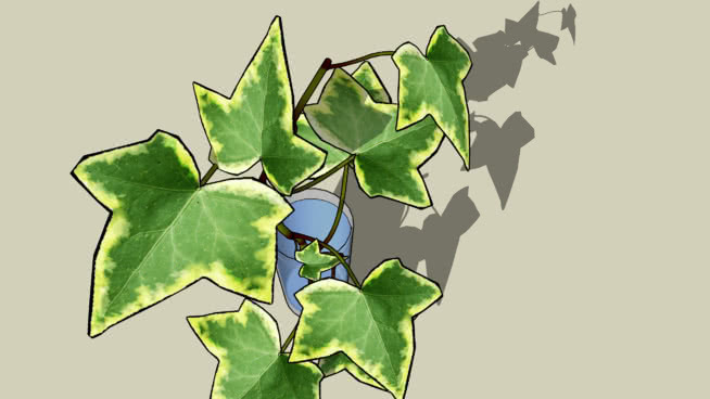 常春藤 植物 画 其他 螳螂