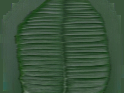 绿植墙