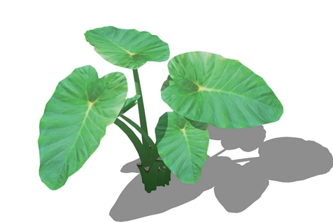 地被植物