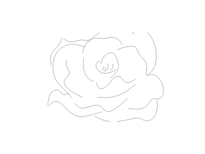植物图例 牡丹