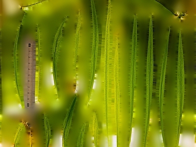 绿植墙