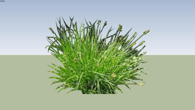 狐狸莎草2D 其他 刺棘蓟 草地