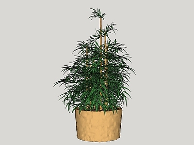 新中式竹子盆栽