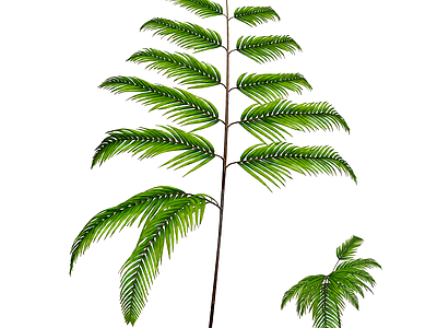 绿色蕨类植物模型