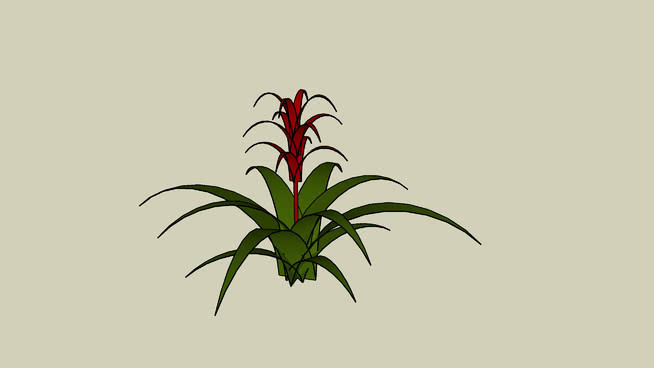 凤梨属植物 画 其他 饰品 花