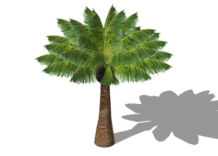 3D棕榈科植物