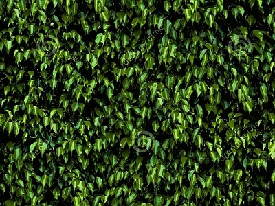 绿植墙