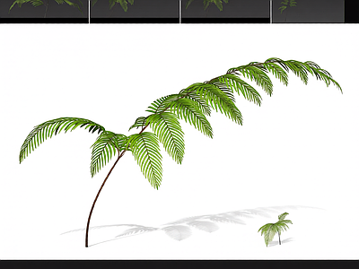 绿色蕨类植物模型