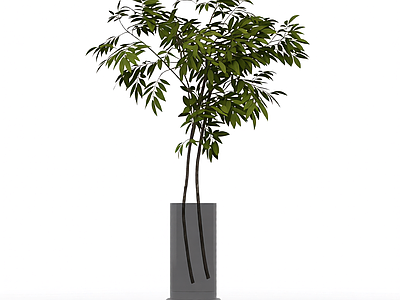 盆栽植物带花盆