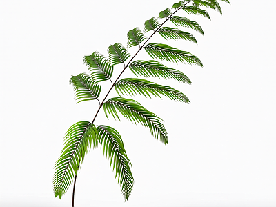 绿色枝叶植物模型