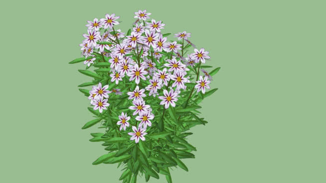 核心群“宇宙进化” 其他 花 蜜蜂