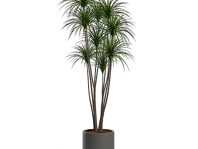 带盆绿植盆栽