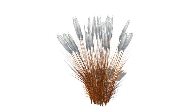 Miscanthus sinensis紫癜 铅笔 羽毛笔 饰品 家居物品