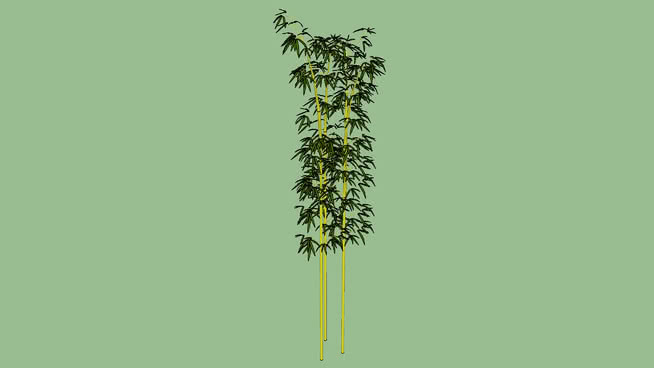 毛竹 植物 其他 迷雾 画 草地