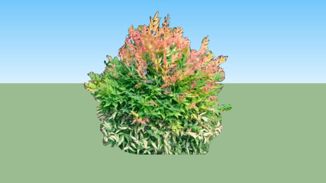 南天竹灌丛 花 其他 草地